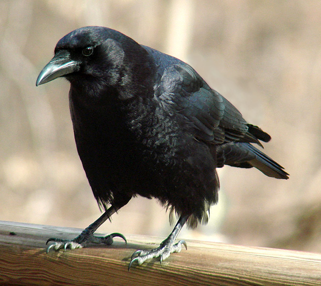 The Crow 2 [1996]